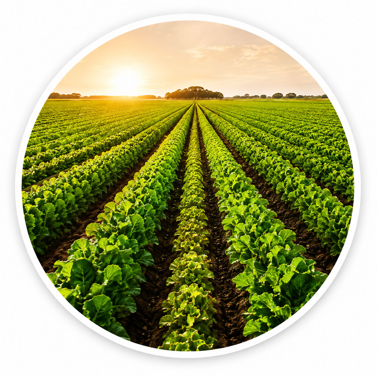 Mixed Crop and Livestock Farmer